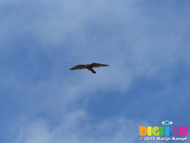 FZ018565 Kestrel near St. Bees Head